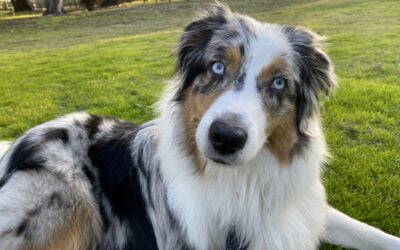 The Australian Shepherd, Your Next Canine Companion